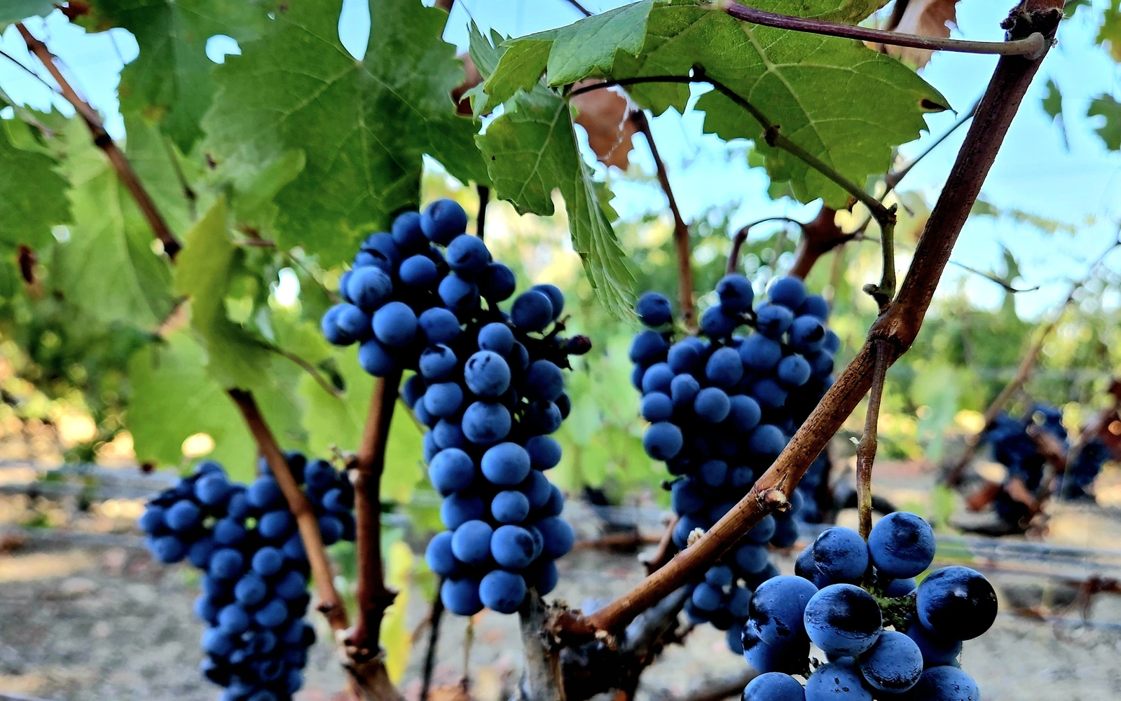 Dark Cabernet Franc grapes growing at Historic Hippard Ranch in Etiwanda